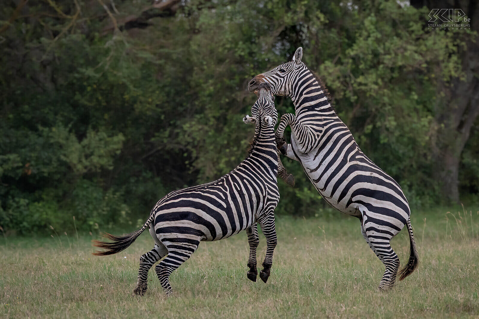 Soysambu - Vechtende zebra's Zebra's zijn sociale dieren die in kleine groepen leven, zogenaamde harems. De harems bestaan uit een mannetje met enkele wijfjes en hun jongen. Af en toe gaat het er echter heftig aan toe als jongen hengsten strijden om hun positie. Wij zagen in Soysambu twee steppezebra's een fel gevecht aangaan. Zebragevechten bestaan voornamelijk uit het bijten in de voor- of achterpoot of nek van de tegenstander. Het meest spectaculaire was als ze op hun achterpoten gingen staan om met te worstelen en te bijten. Af en toe schopten ze met hun achterpoten, wat het meest gevaarlijk is om serieuze verwondingen op te lopen. Stefan Cruysberghs